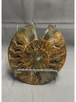 Ammonite Pair 5"