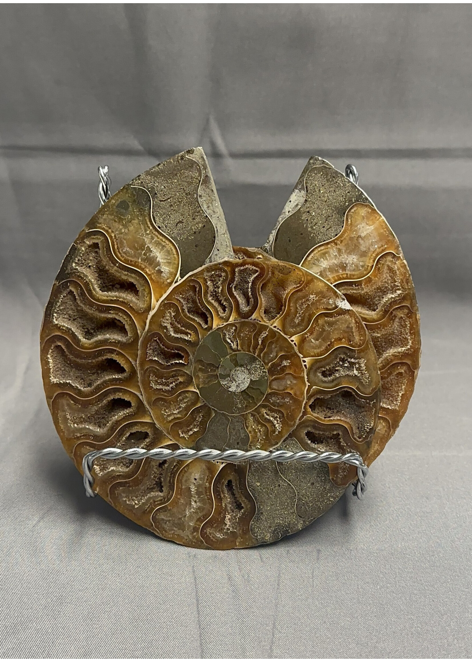 Ammonite Pair 5"