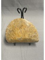 Large Fossil Coral Speciman