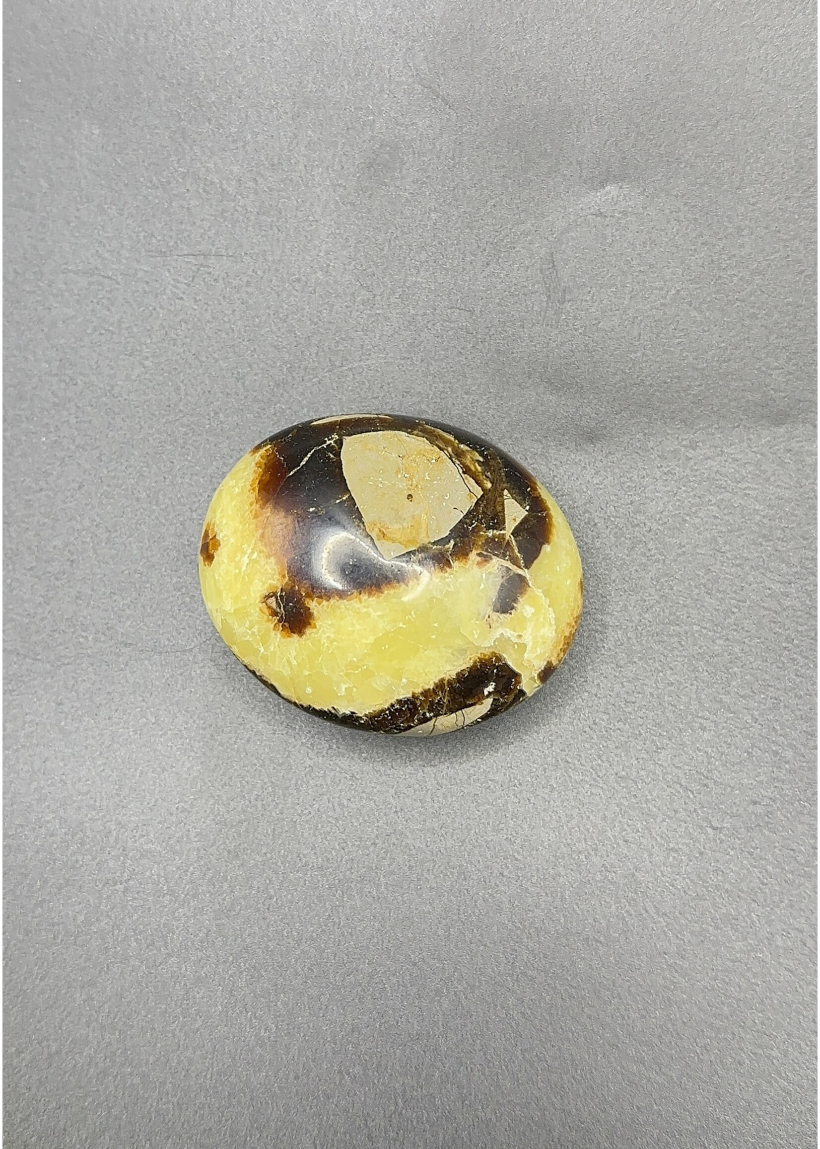 Septarian Palm Stone