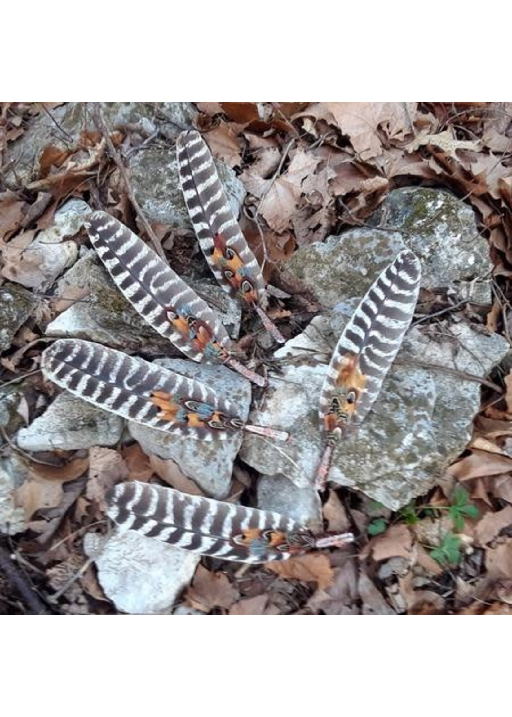 Smudge Feathers Turkey Wing Single with Crystal