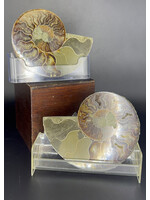 Ammonite Pair 3-4" Polished
