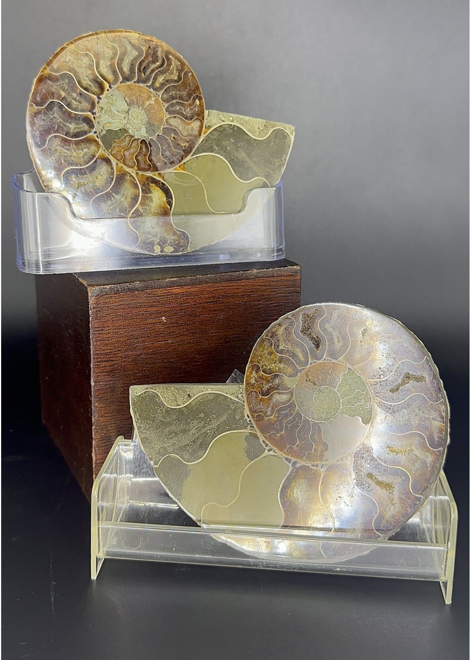 Ammonite Pair 3-4" Polished
