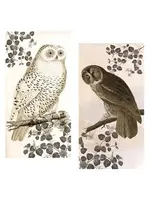 Matches Vintage Owl Box of 50