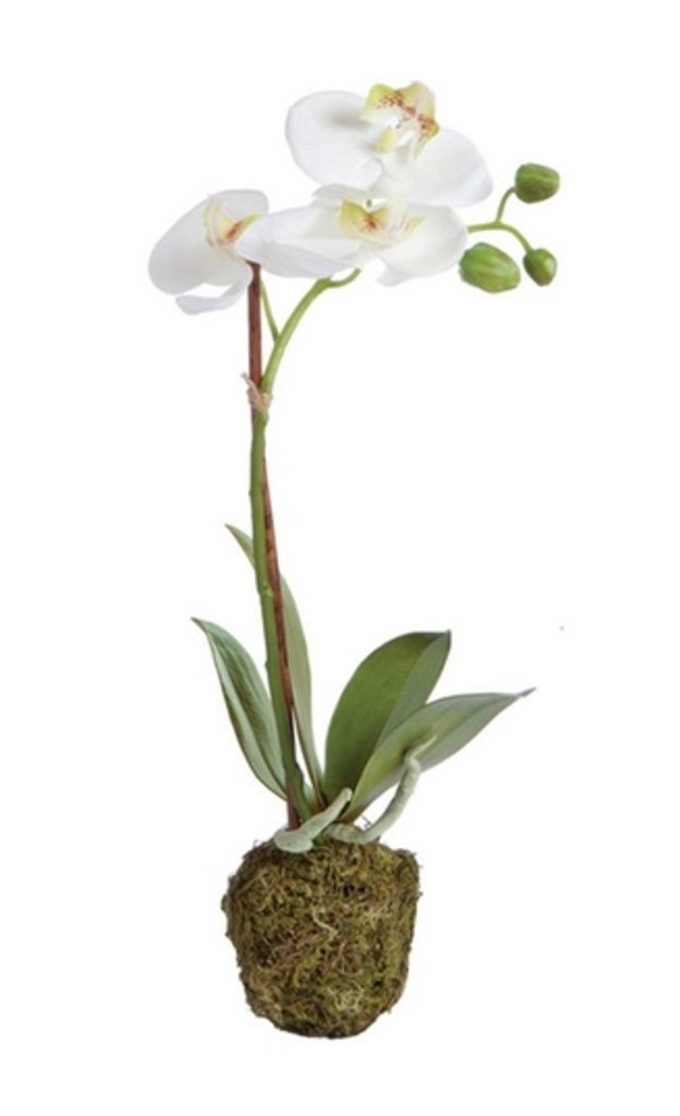 15" Phalaenopsis Drop-In