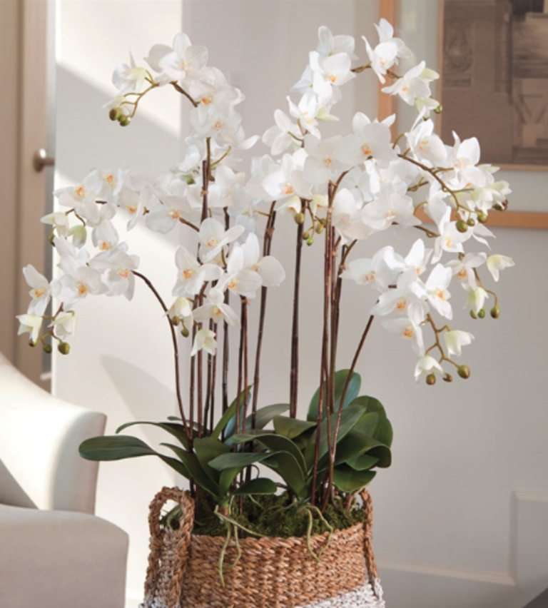 36" Phalaenopsis Orchid Drop In