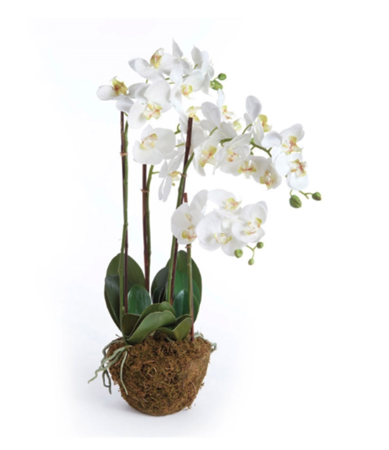 30" Phalaenopsis Drop-in