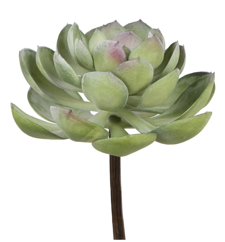 Echeveria Succulent 7.5 | Greyish Green