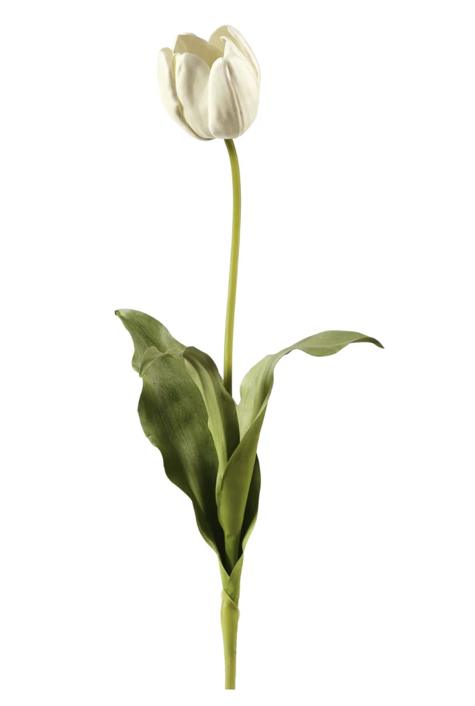 White Dutch Tulip | Open | 29"