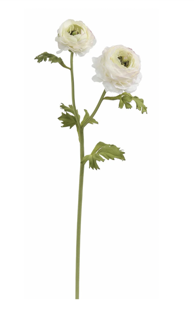 Garden Ranunculus | Cream | 23"