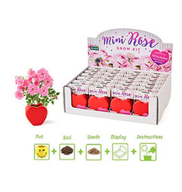 Valentines Grow Your Own Mini Roses