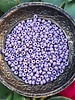 SIZE 6/0 #146m Matte Lavender