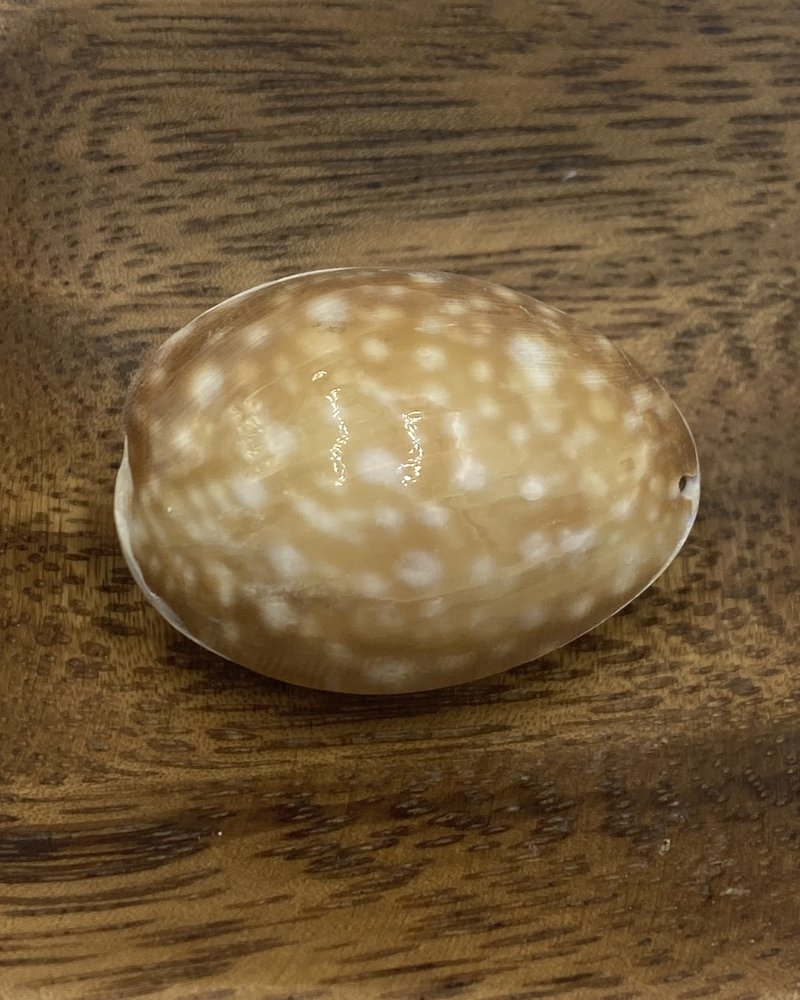 1pc- Large Shell