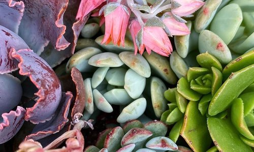 Succulent Inspo