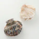 Adorro Calacatta Seashell | Hand Painted Seashell Claw Clip
