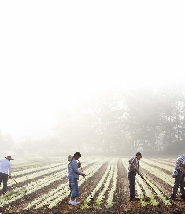 GAIA HERBS Gaia Ashwagandha, 120cp