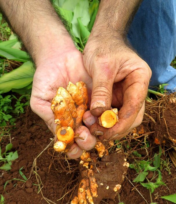 GAIA HERBS Gaia Golden Milk, 4.3oz.