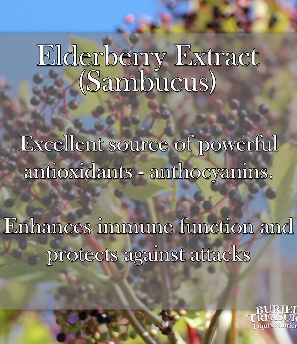 BURIED TREASURE Buried Treasure Daily Adult Immune Wellness, 16oz.