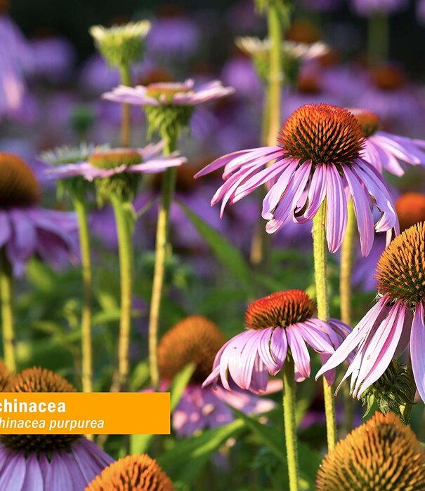 Herb Pharm Echincacea, 1oz.