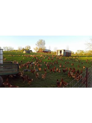 WAUKA MEADOWS FARM Wauka Farms Local Eggs, 1 Dozen