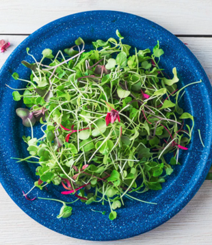 Alo Farms , Organic Rainbow Microgreens, each LOCAL 2oz