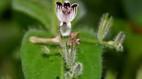 98% of you will answer this question wrong