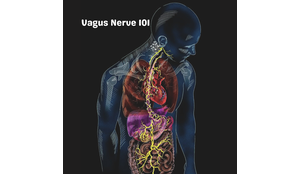 Meet Your Vagus Nerve: Your Body’s Built-In Calm Switch