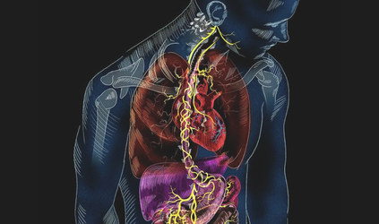 Meet Your Vagus Nerve: Your Body’s Built-In Calm Switch