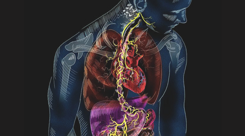 Meet Your Vagus Nerve: Your Body’s Built-In Calm Switch