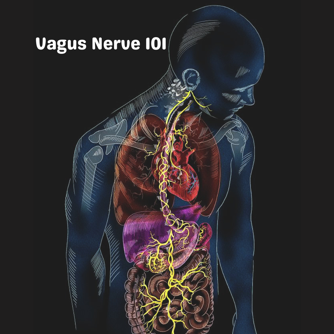 Meet Your Vagus Nerve: Your Body’s Built-In Calm Switch