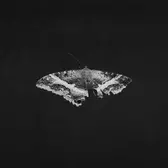 洋楽 kendrick lamar TO PIMP A BUTTERFLY Kendrick Lamar - To Pimp A Butterfly (10th Anniversary