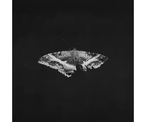 Lamar, Kendrick: To Pimp A Butterfly (2LP, Metallic Blends, 10