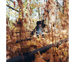 Woods, Billy: Golliwog (2LP) [BACKWOODZ] - Kops Records