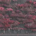 [New Vinyl] Sleep Token: Even in Arcadia (2LP, Indie Exclusive, Hint Of Blue Colored Vinyl) [RCA]