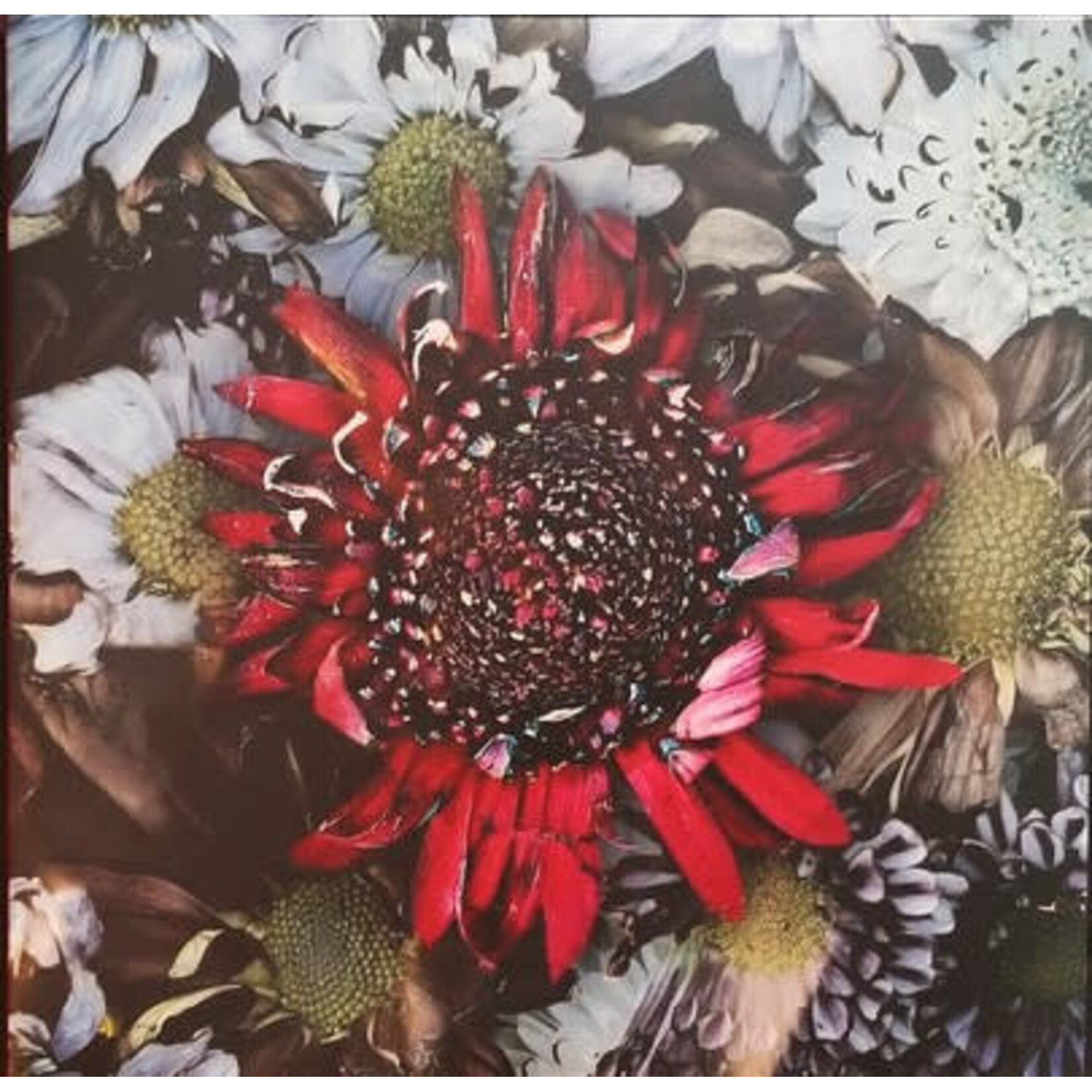 [Kollectible Vinyl] Protest The Hero: Kezia (2018, Canada, Punk/Metal, 12" EP Bone Opaque, EX) [SHEET HAPPENS]
