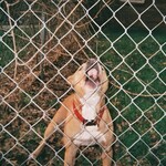 [New Vinyl] Knocked Loose: Pop Culture (Black Ice W/ White Splatter Vinyl) [PURE NOISE]