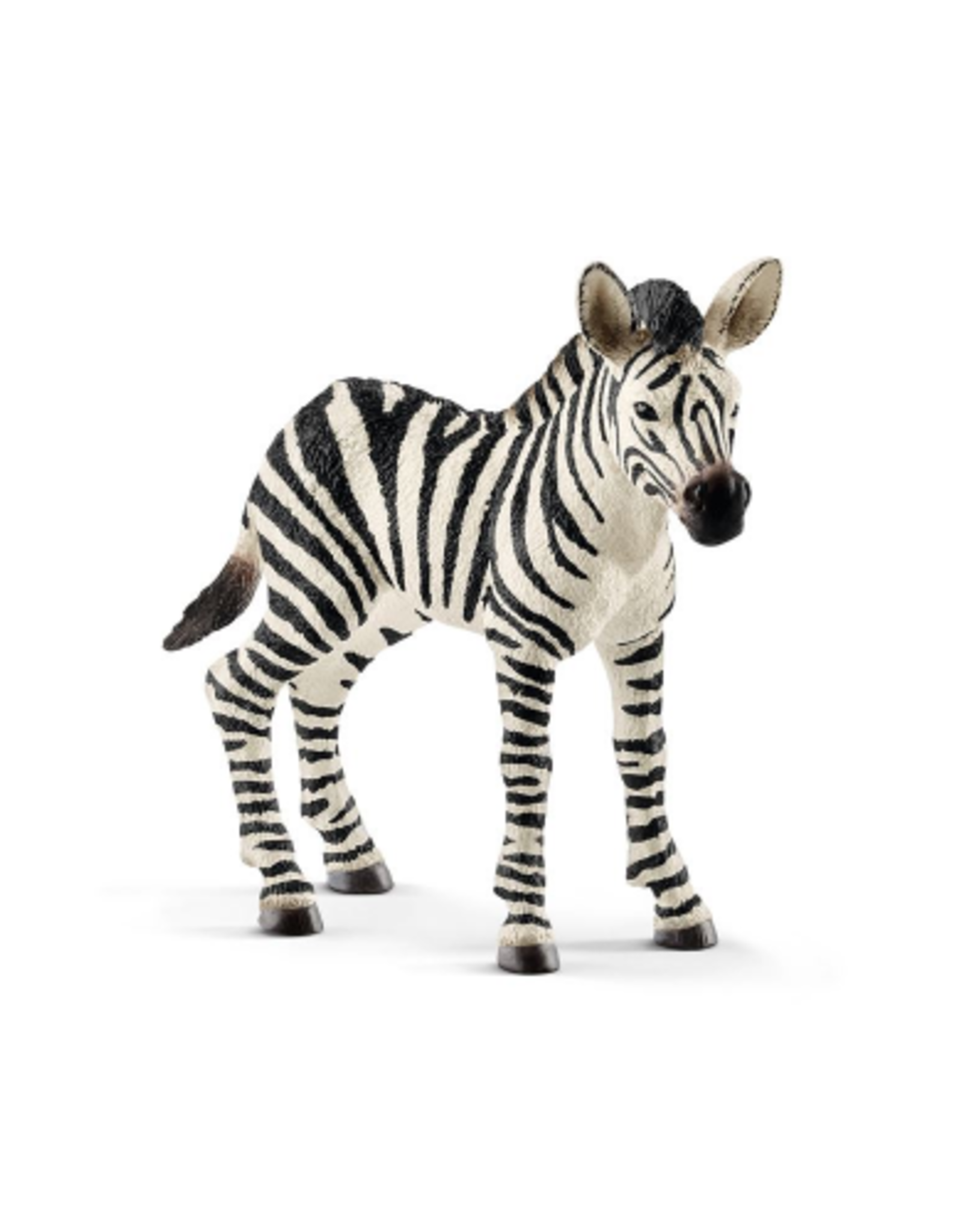 Animal Baby Zebra Veille Sur Toi