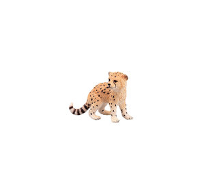 Animal Bebe Guepard Veille Sur Toi