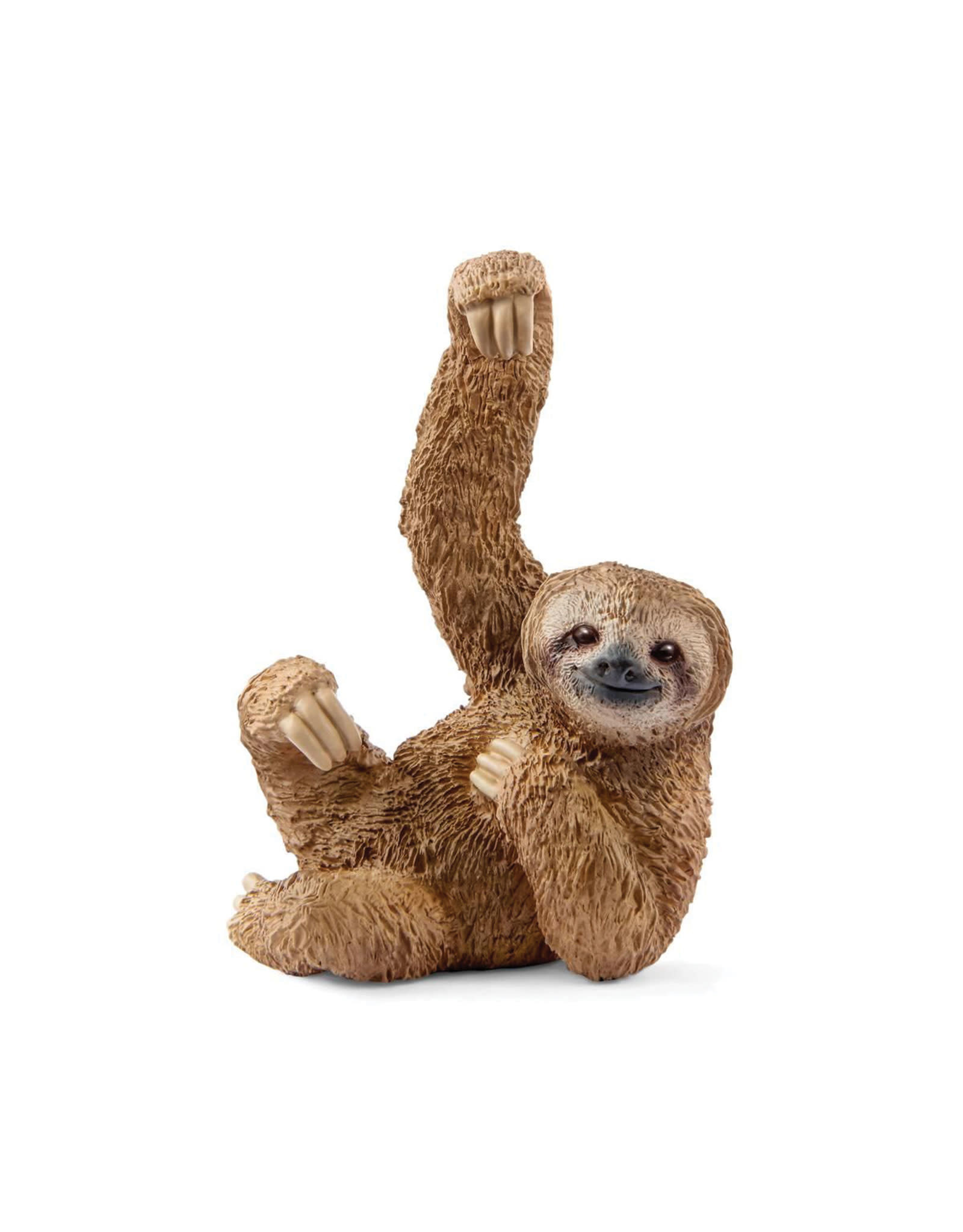 Animal Paresseux Veille Sur Toi