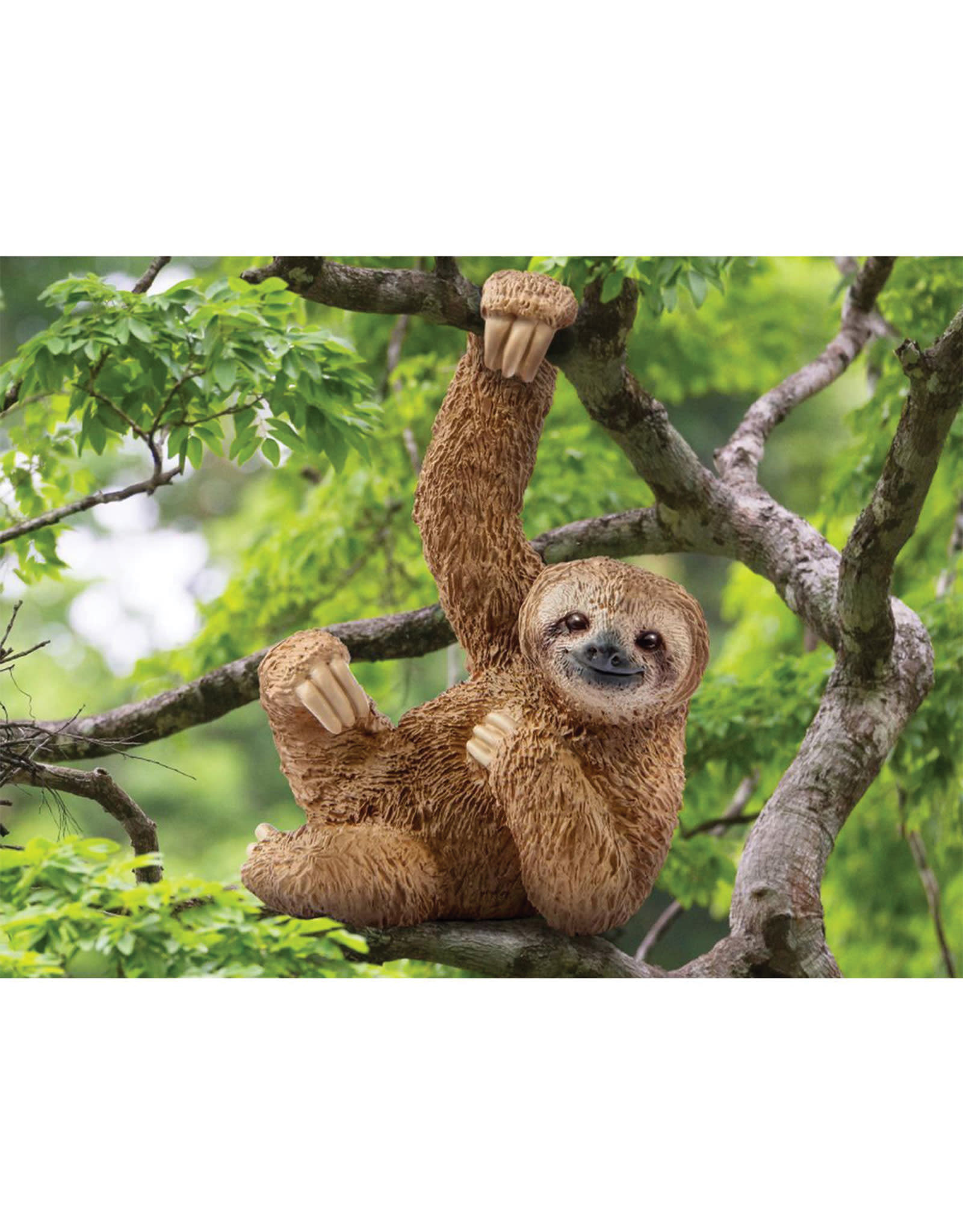 Animal Paresseux Veille Sur Toi