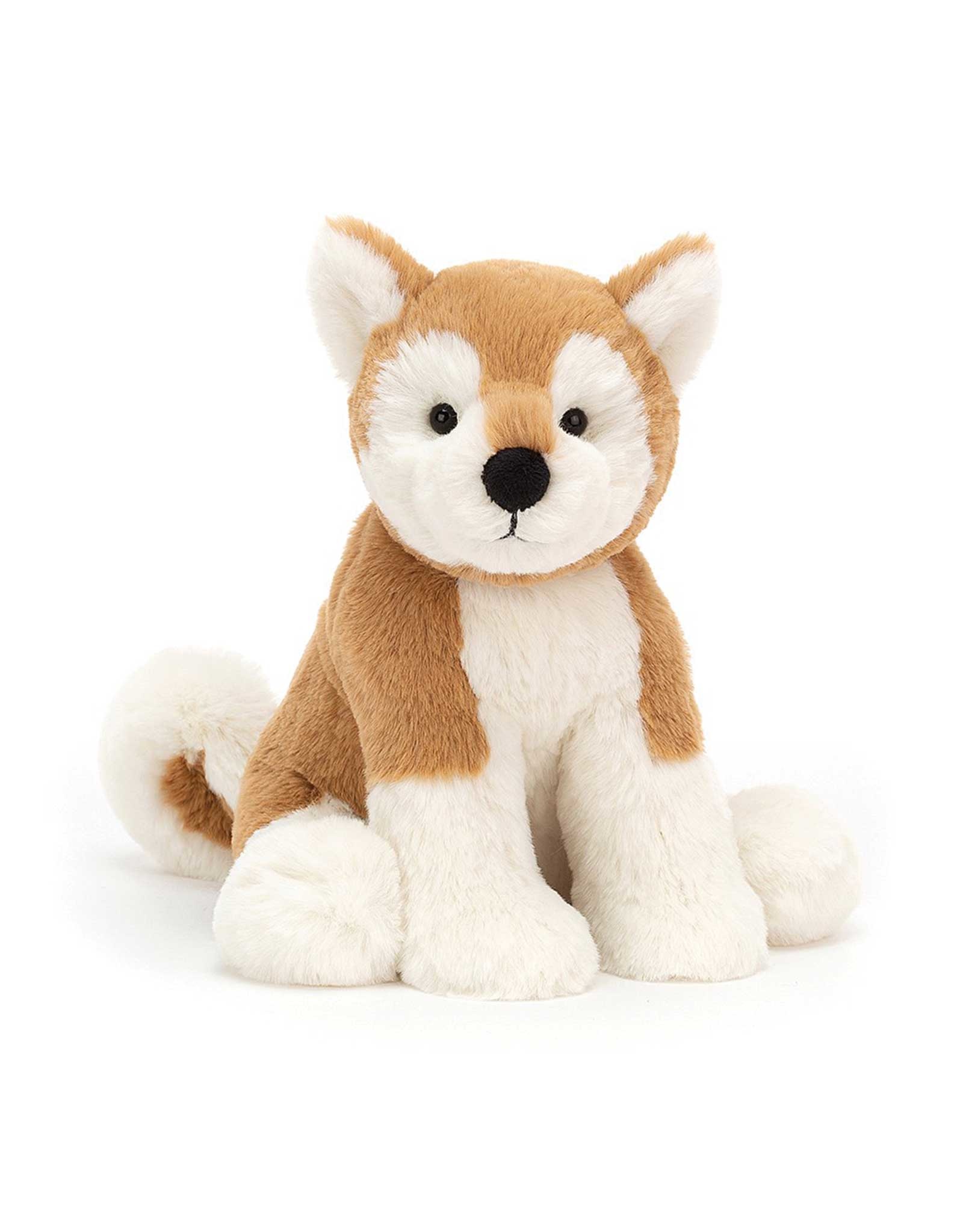 shiba teddy
