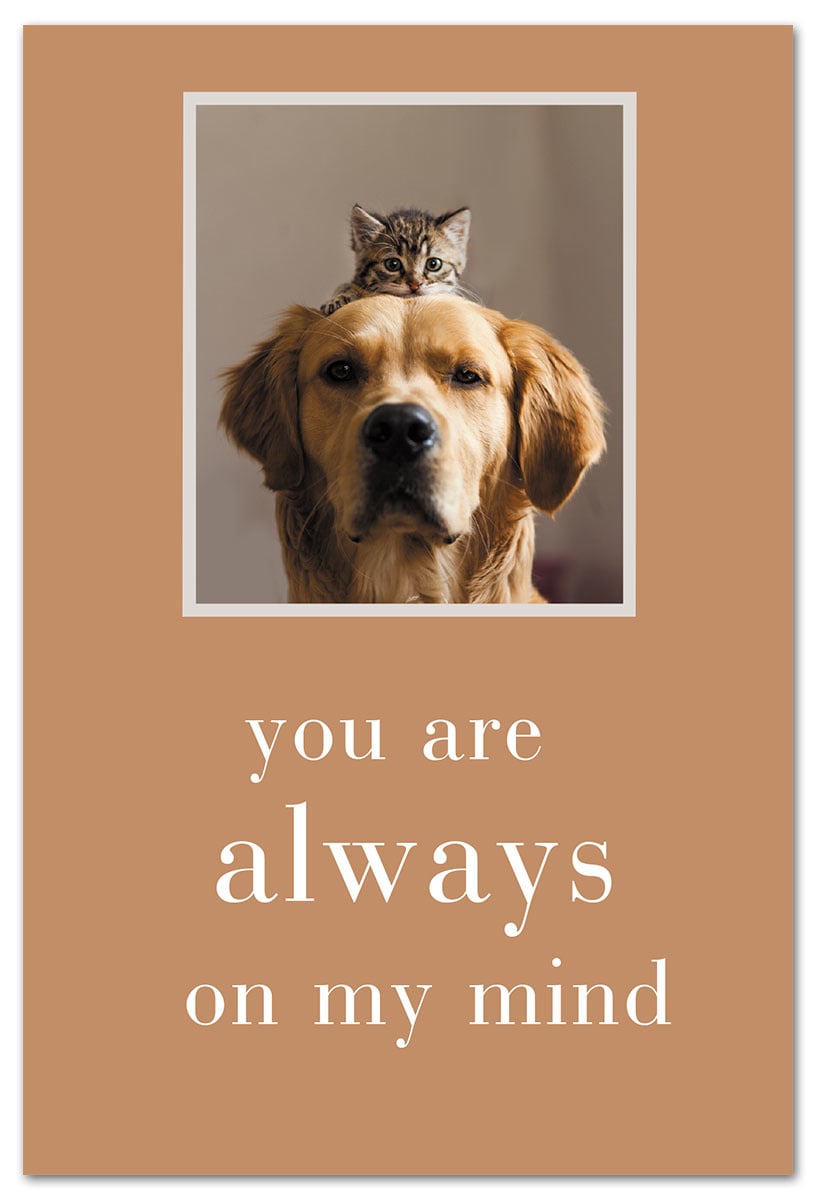 Cardthartic - Curled Cat & Dog - Be Charmed Gifts