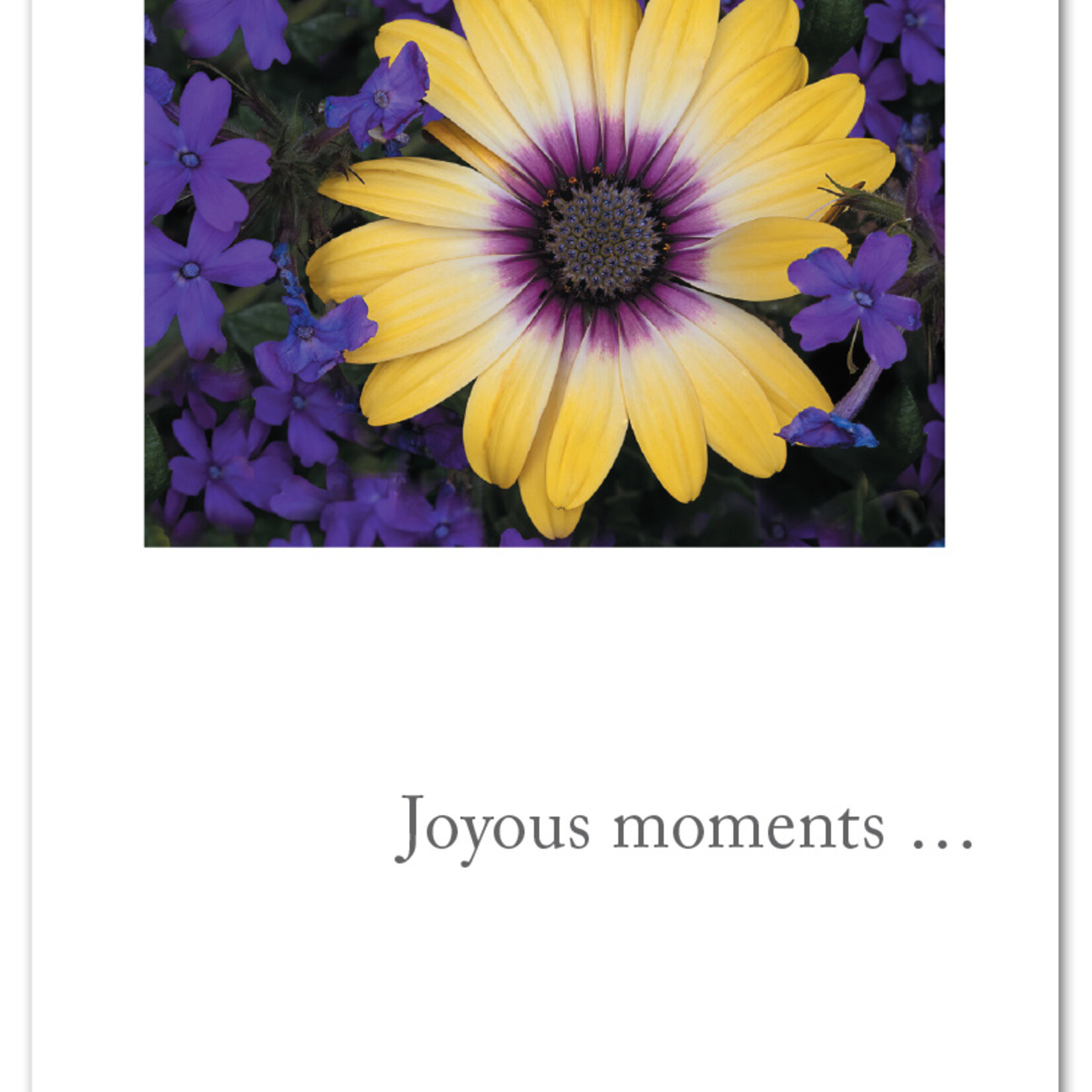 Cardthartic Cardthartic - Joyous Moments Birthday Card