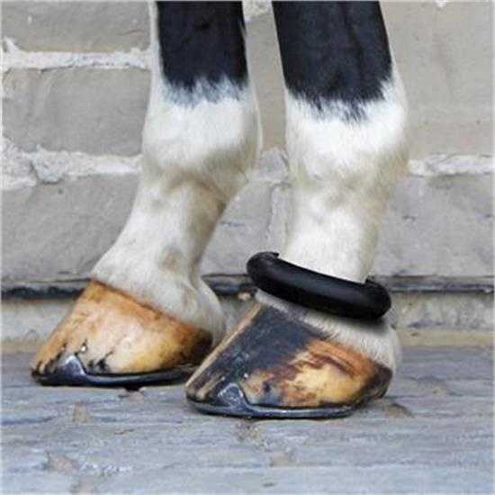 Fetlock rings horses hotsell