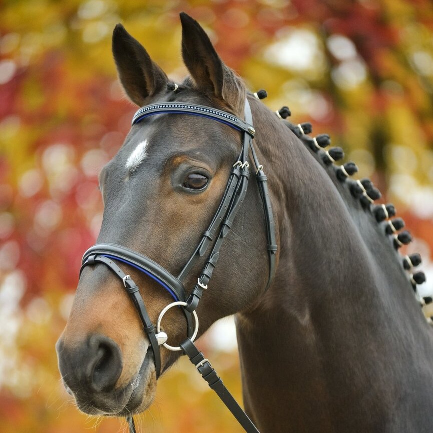 "DIAMOND" BRIDLE