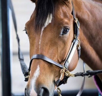 BRIDLES - Equine Essentials Tack & Laundry Services