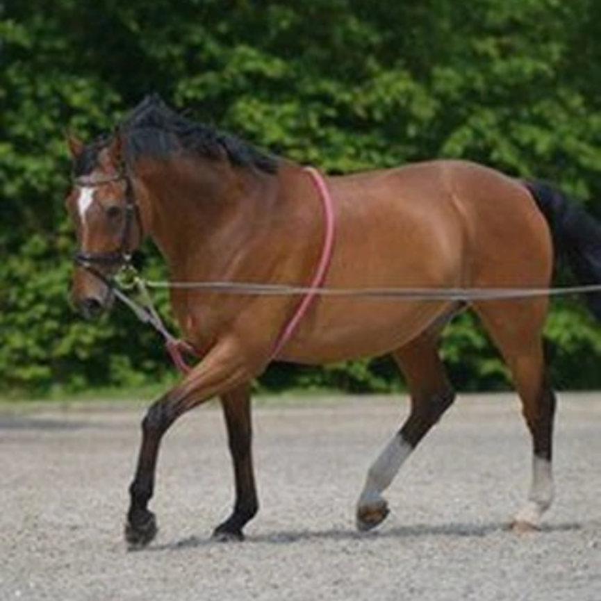 COTTON LUNGING AID