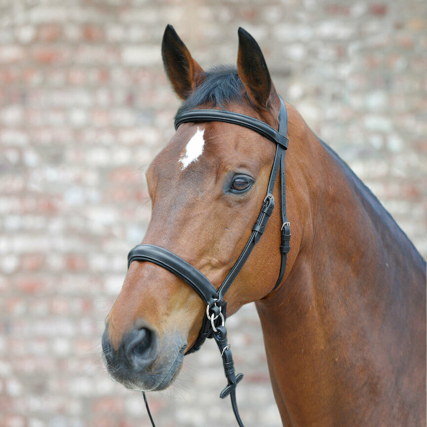 STAR BITLESS BRIDLE