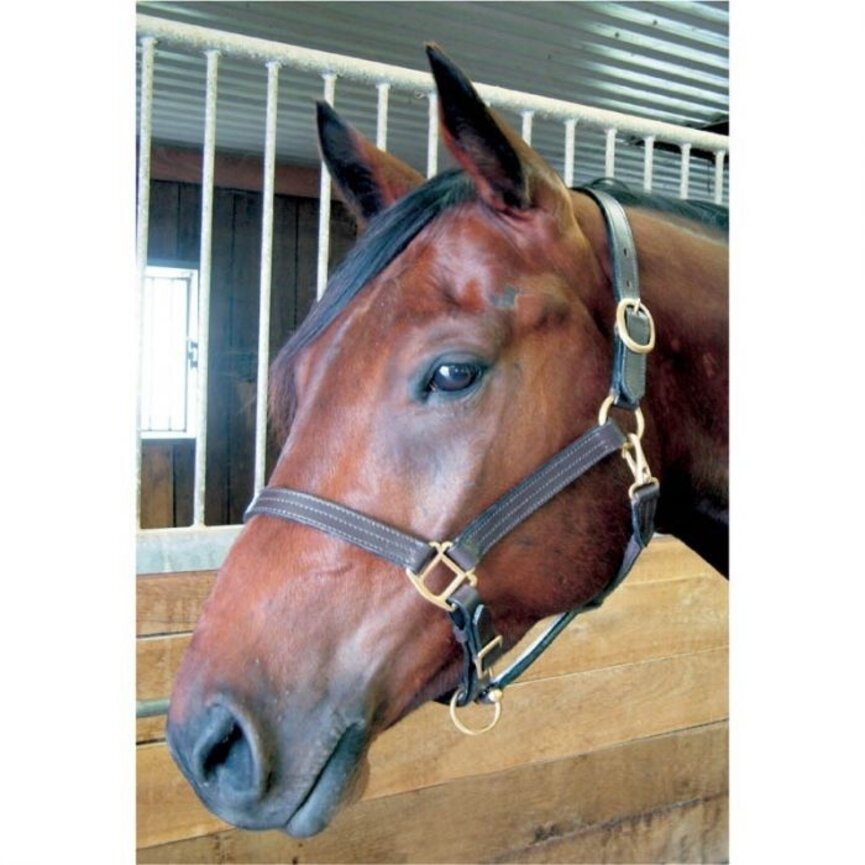 LEATHER HALTER