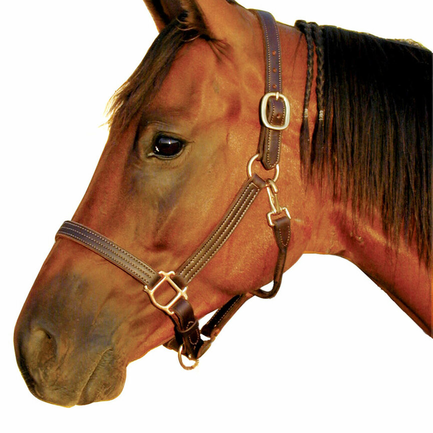 DELUXE 1" TRIPLE STITCHED LEATHER HALTER